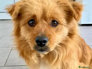 Mixed Breed dogs Gordon, 3-4 yrs old. Available for adoption. - Advert 1