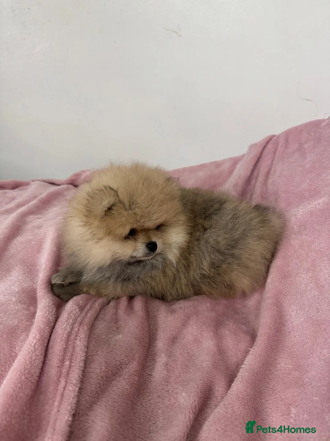 Pomeranian dogs for sale: Ready to go Excellent Pomeranian - Advert 8