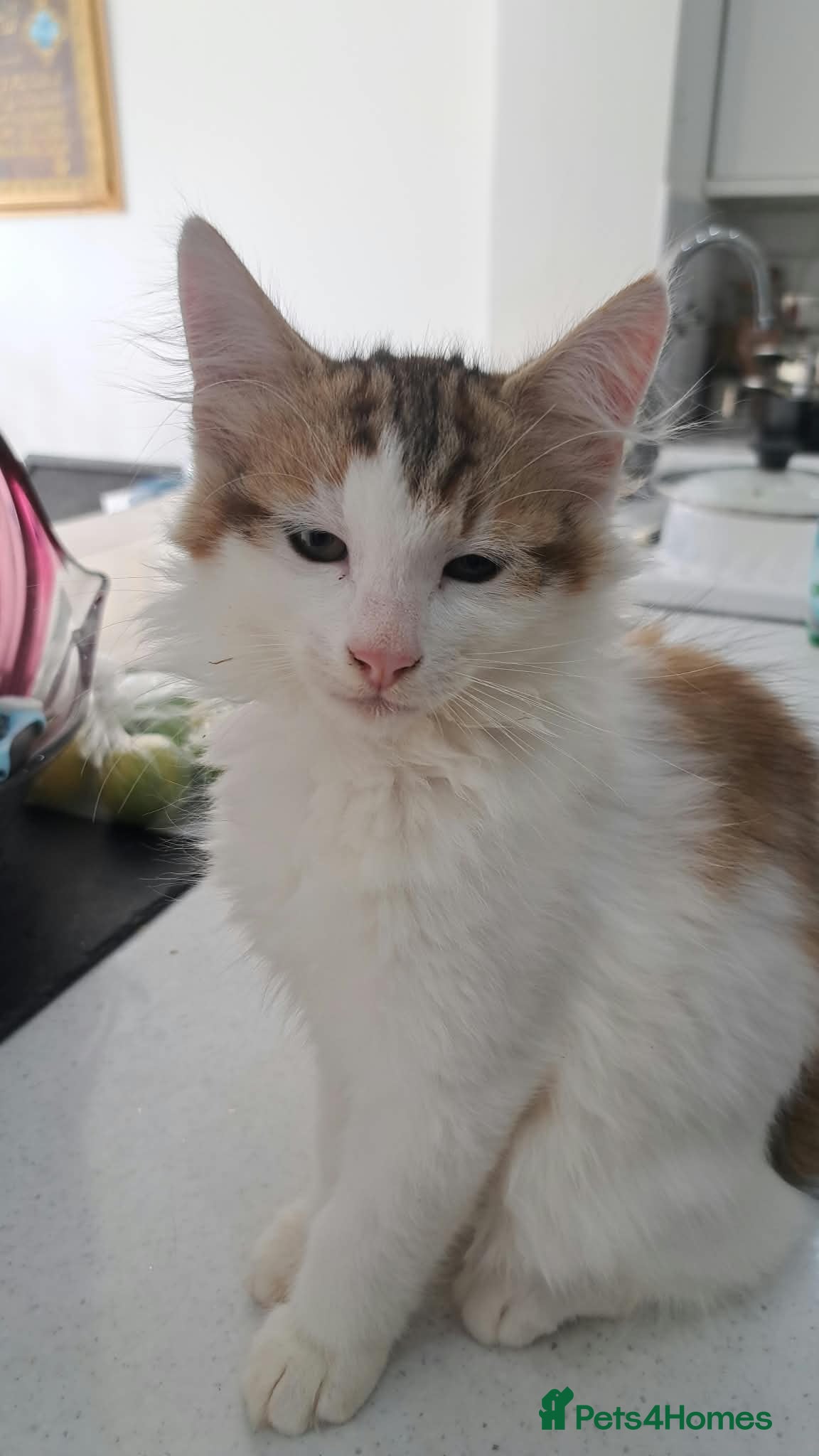 Siberian cats Gorgeous Siberian kitten waiting for you🌞. - Advert 5