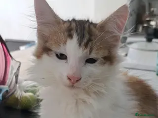 Siberian cats Gorgeous Siberian kitten waiting for you🌞. - Advert 4