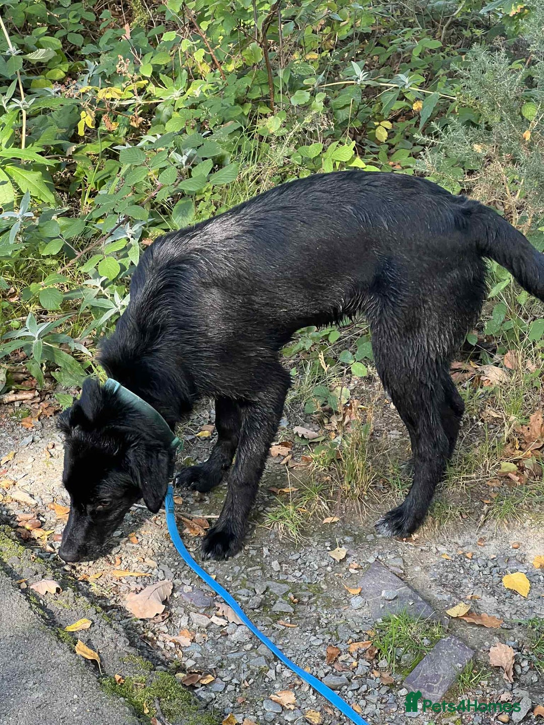 Borador dogs for sale: Beautiful Labrador/collie pup - Image 3