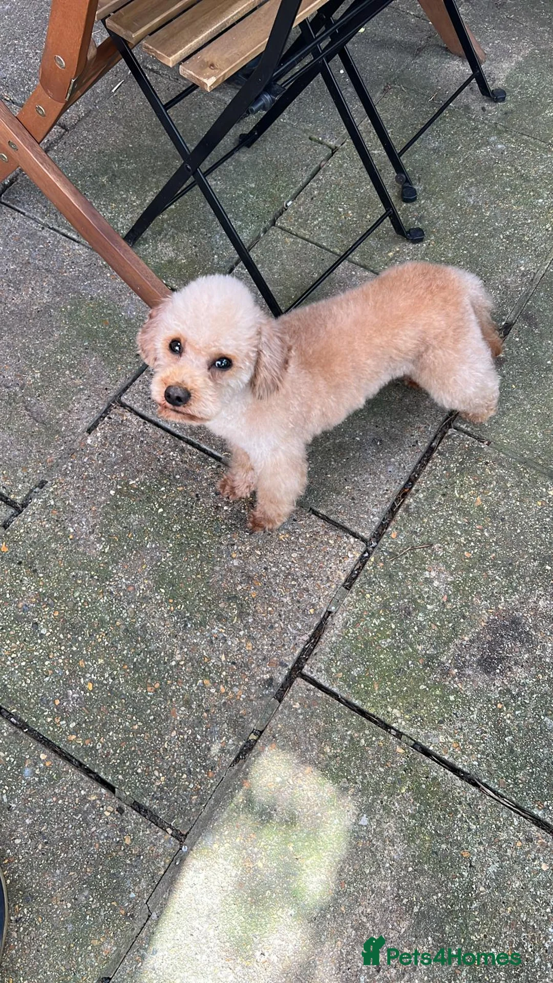 Toy Poodle dogs for stud: Toy poodle for stud - Russian lines  - Advert 2