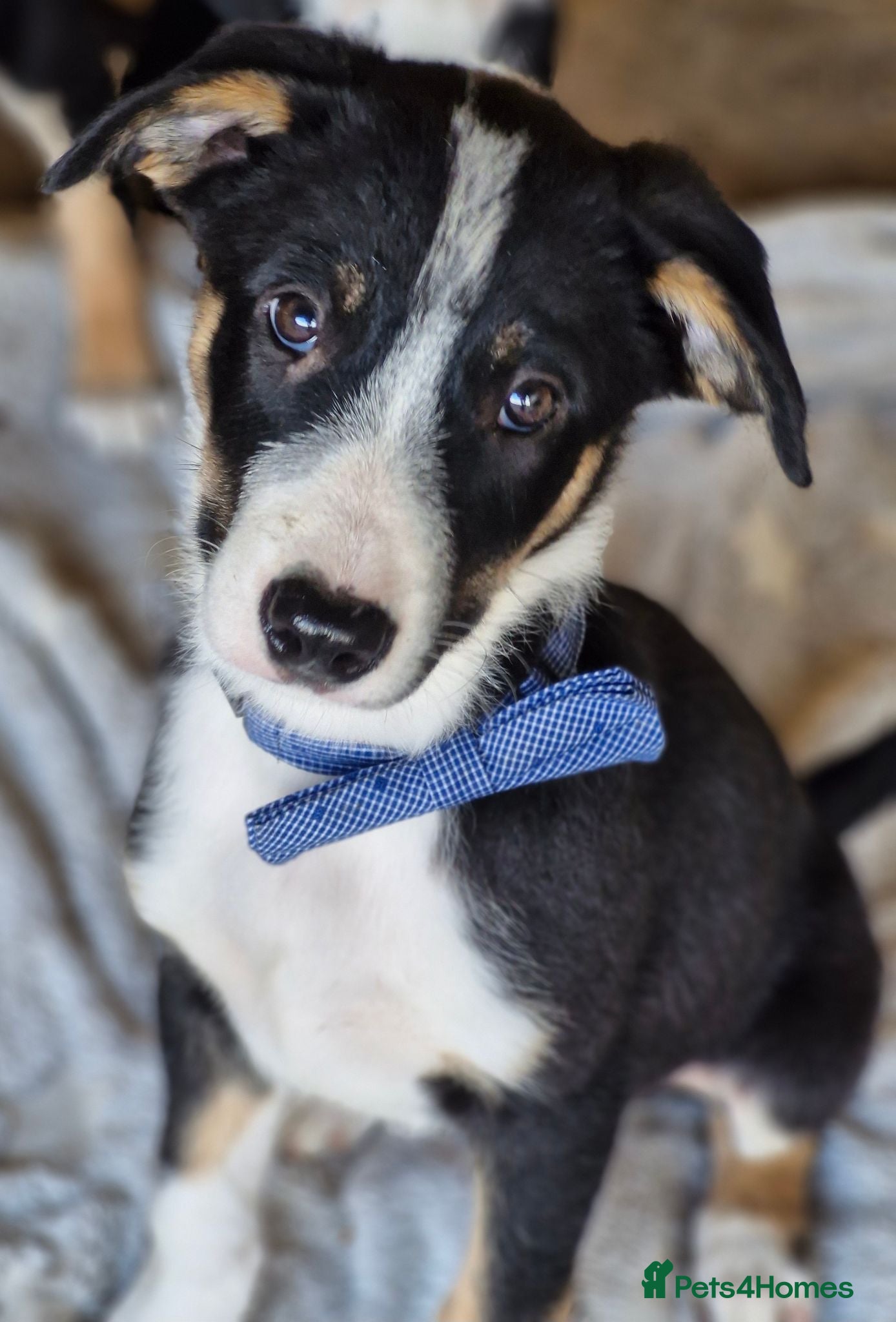 Border Collie dogs Ready*Beautiful Girl & Boy* Ready - Advert 1