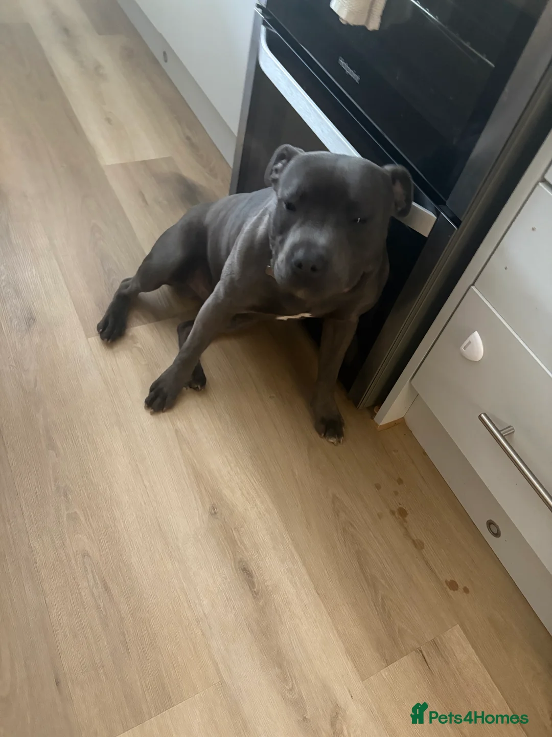 Staffordshire Bull Terrier dogs for sale: 8 month old staff in Gravesend - Advert 2