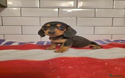 Miniature Dachshund dogs for sale: Full of champions!!! pra clear mini dachshunds in South Shields - Image 3