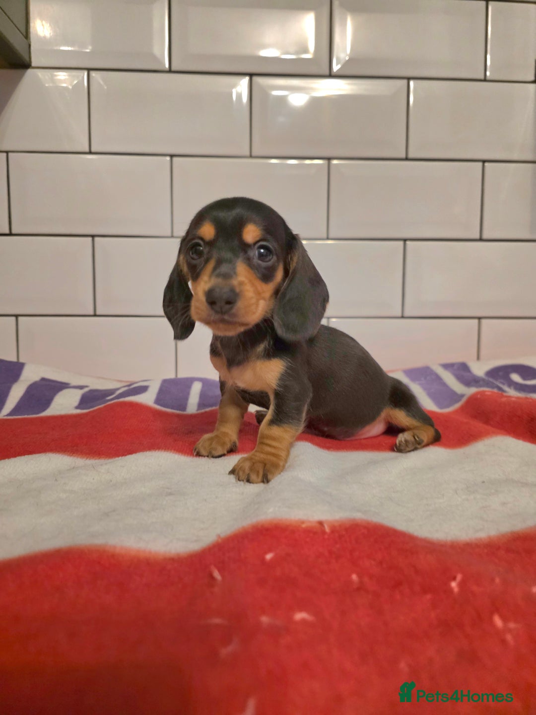 Miniature Dachshund dogs for sale: Full of champions!!! pra clear mini dachshunds in South Shields - Image 3