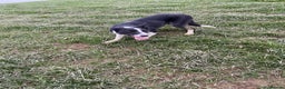 Welsh Collie dogs for sale: Sali the collie - Advert 3