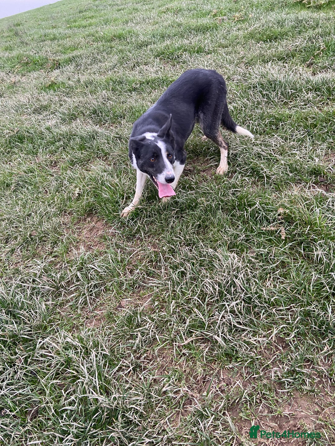 Welsh Collie dogs for sale: Sali the collie - Advert 3