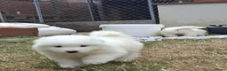 Samoyed dogs for sale: 2 Samoyed Puppies Looking for Their Forever Homes in Craven Arms - Advert 9