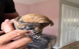 Mixed Breed dogs for sale: Cane corso x rottie - Image 20