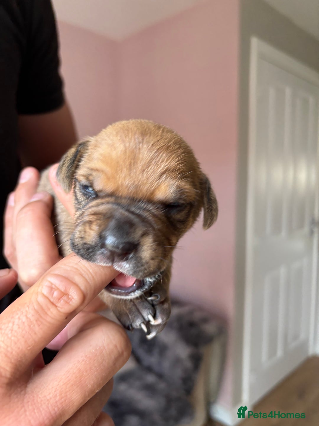 Mixed Breed dogs for sale: Cane corso x rottie - Image 20