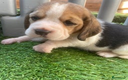 Beagle dogs for sale:  stunning kc reg pups ready midjuly july - Image 24