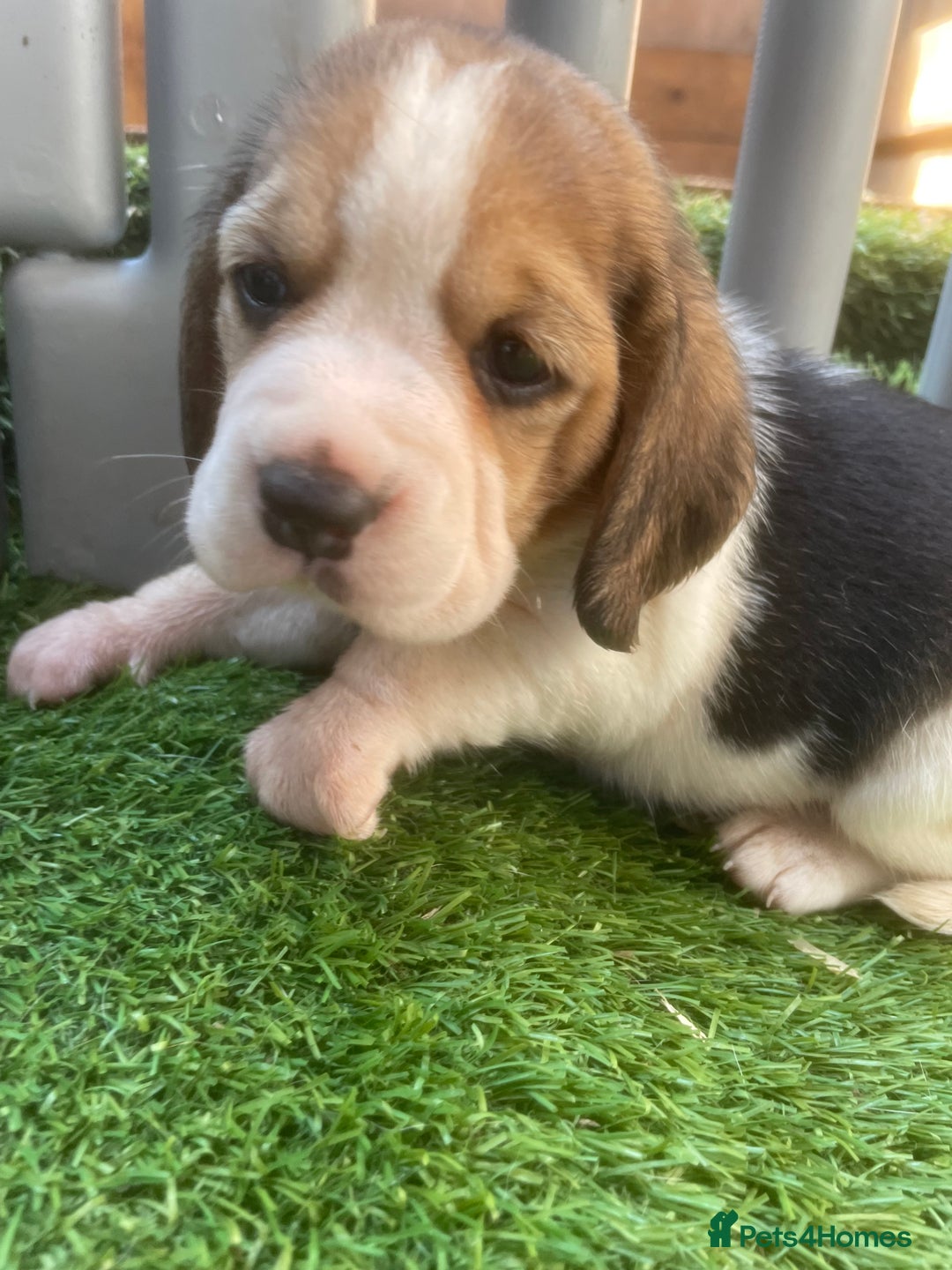 Beagle dogs for sale:  stunning kc reg pups ready midjuly july - Image 24