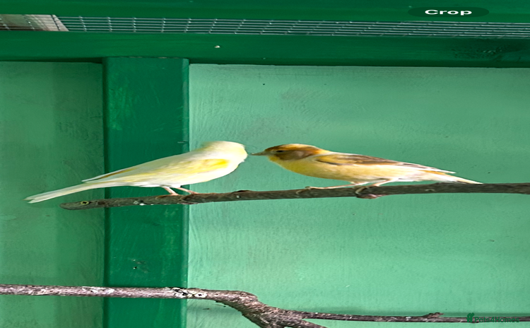 Canaries birds for sale - Advert 2