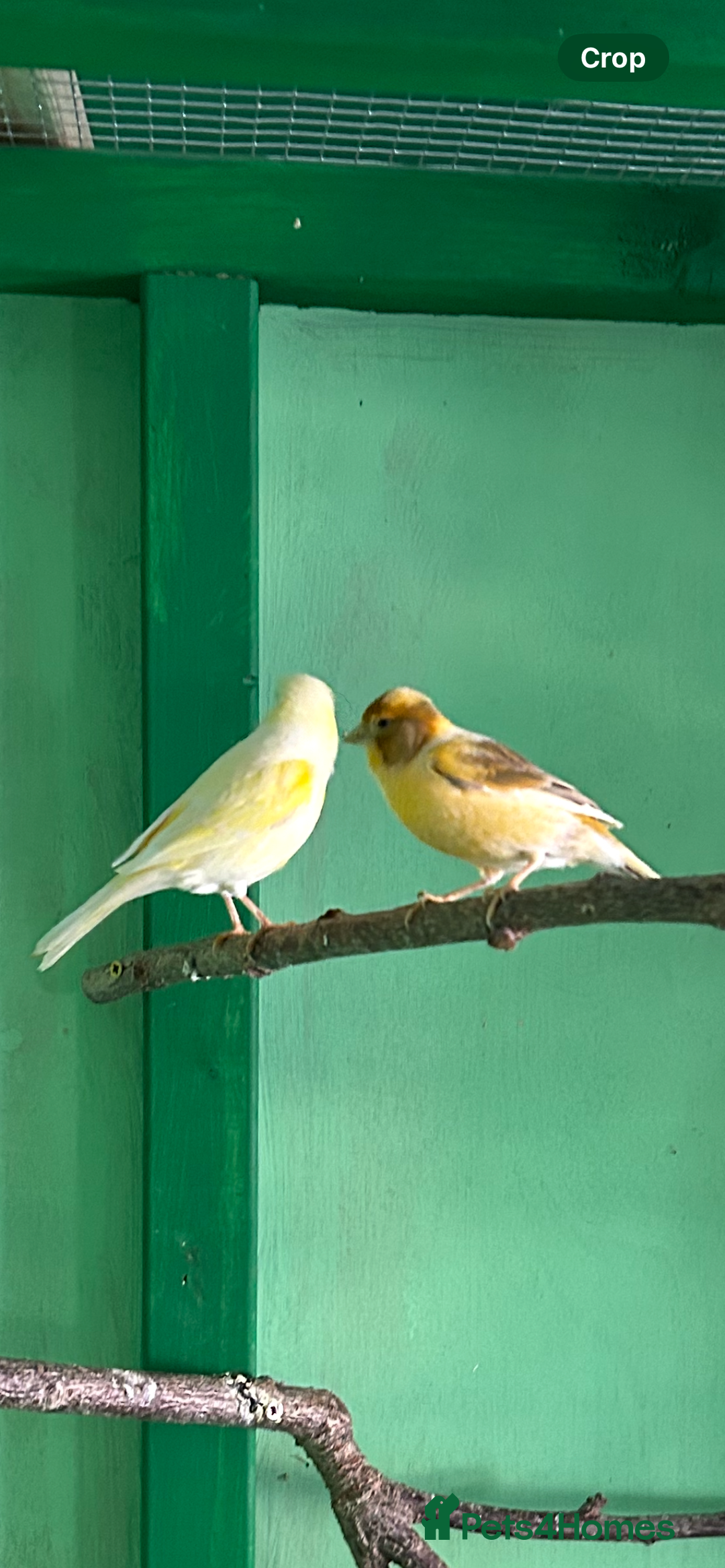Canaries birds for sale: 2female canaries  - Image 1