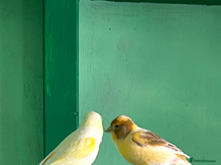 Canaries birds - Advert 13