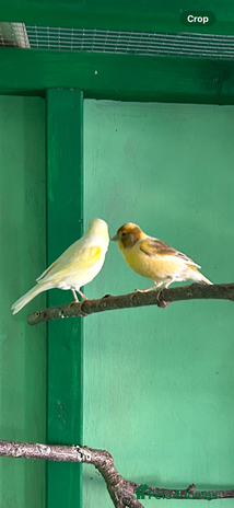 Canaries birds - Advert 2
