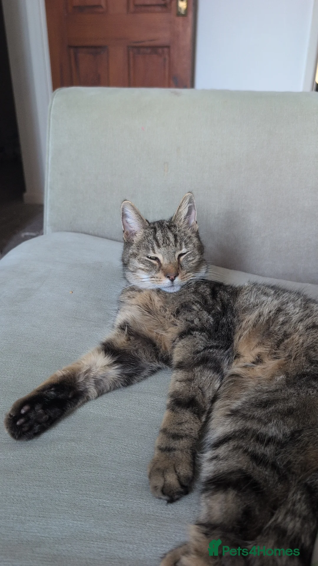 Mixed Breed cats for sale: Bongo - 2 year old male  in Lowestoft - Advert 1