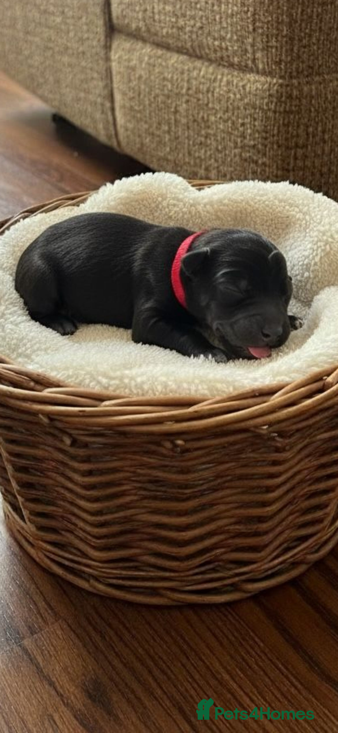 Cockapoo dogs F1BB Cockapoo Puppies Blue Merle, Apricot & Black - Advert 2