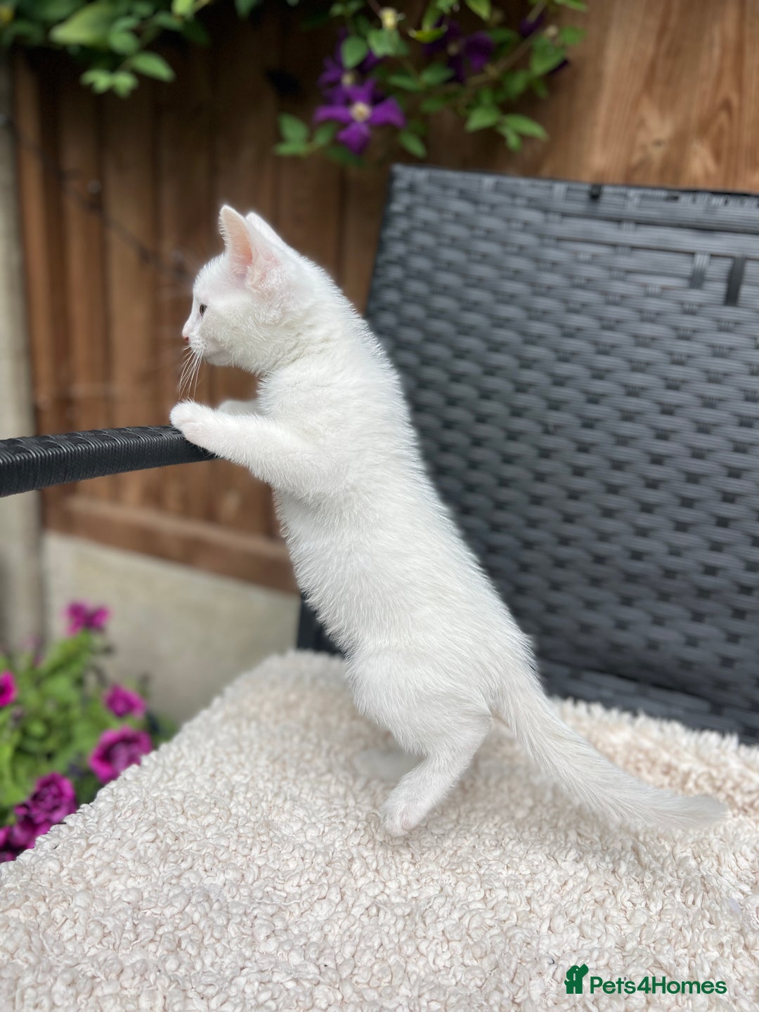 Turkish Angora cats for sale: ⭐️ Beautiful Turkish Angora X Bengal kittens ⭐️ - Image 14