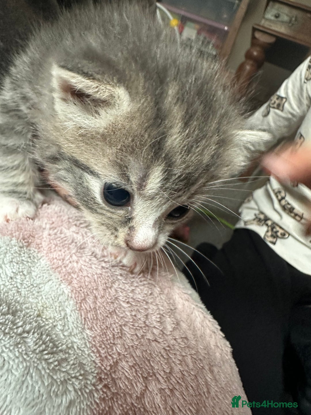 Mixed Breed cats for sale: 3 beautiful greys and a stunning cream kitten - Image 7