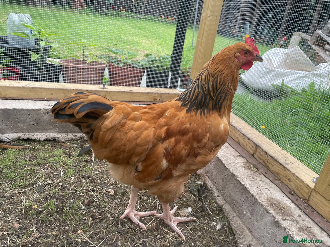 Chickens poultry for sale: rooster 14 10 weeks chicken male cocks Preston - Image 6