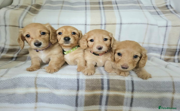 Miniature Dachshund dogs in Peterborough - Advert 3
