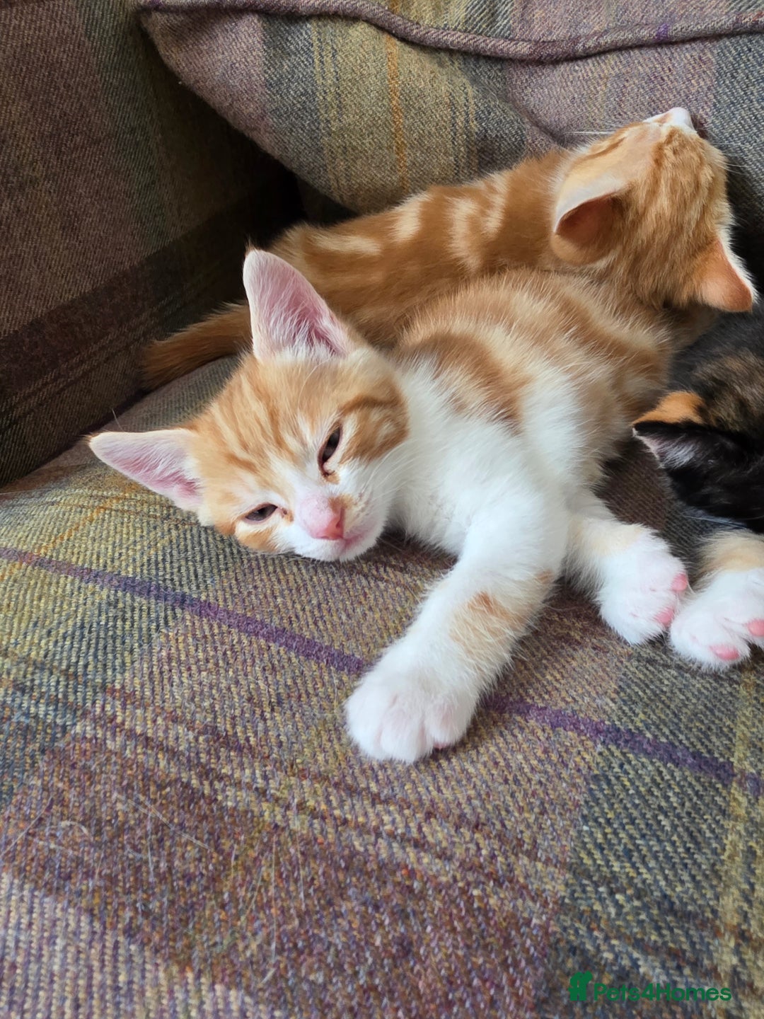 Mixed Breed cats for sale: 3 gorgeous kittens - Image 2