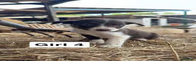 Border Collie 4