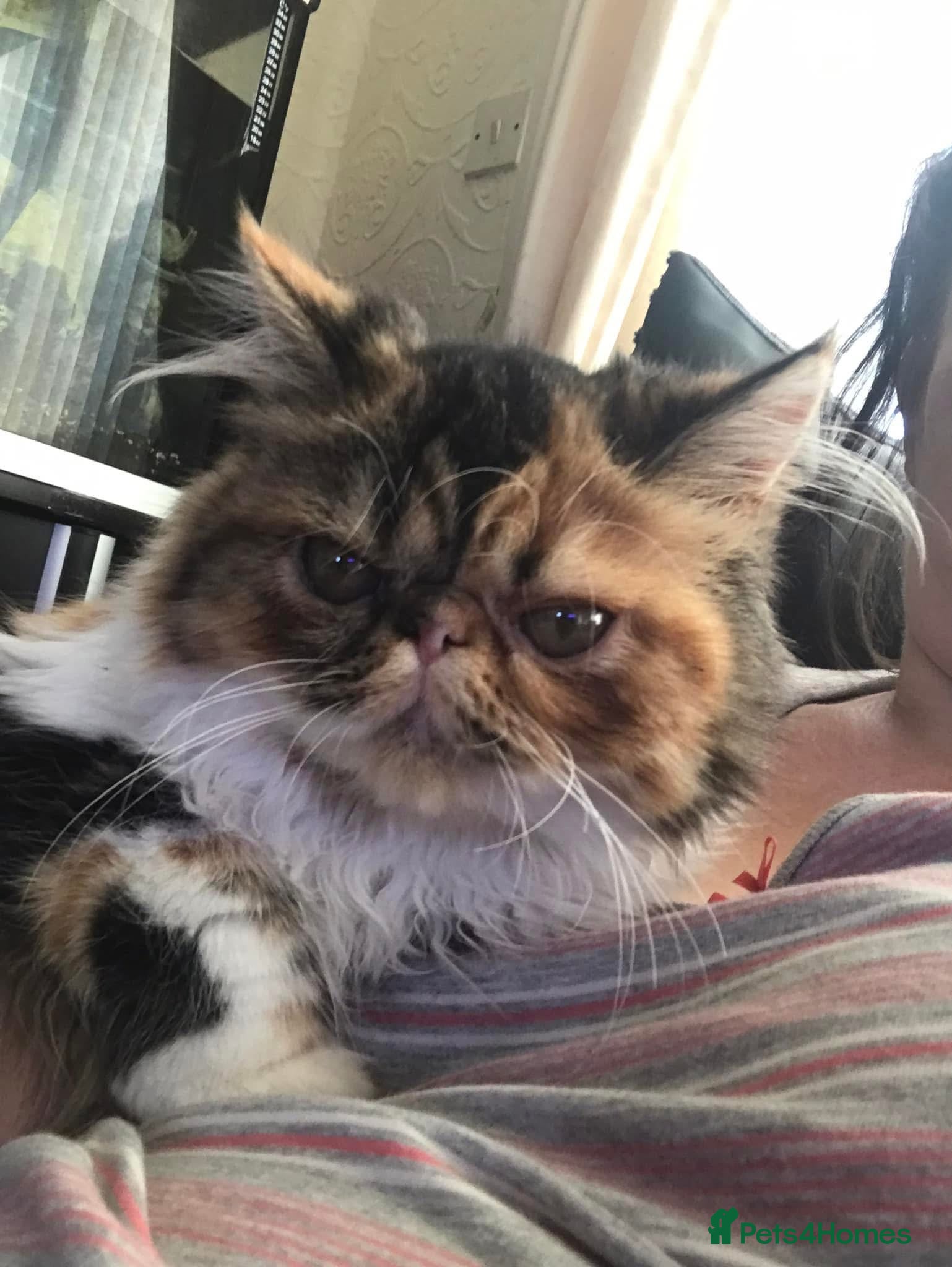 Persian cats Gorgeous Persian kittens 😍 - Advert 14