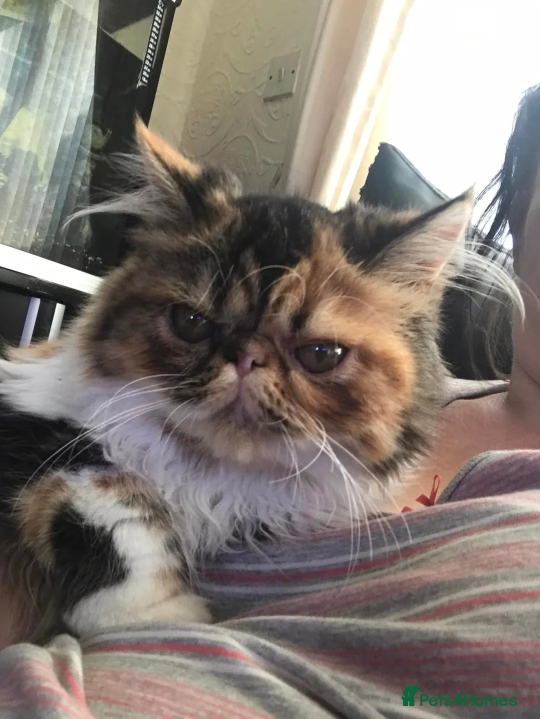 Persian cats for sale: Gorgeous Persian kittens 😍 - Advert 1