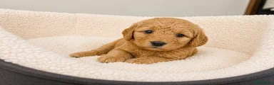 Labradoodle Puppy 1