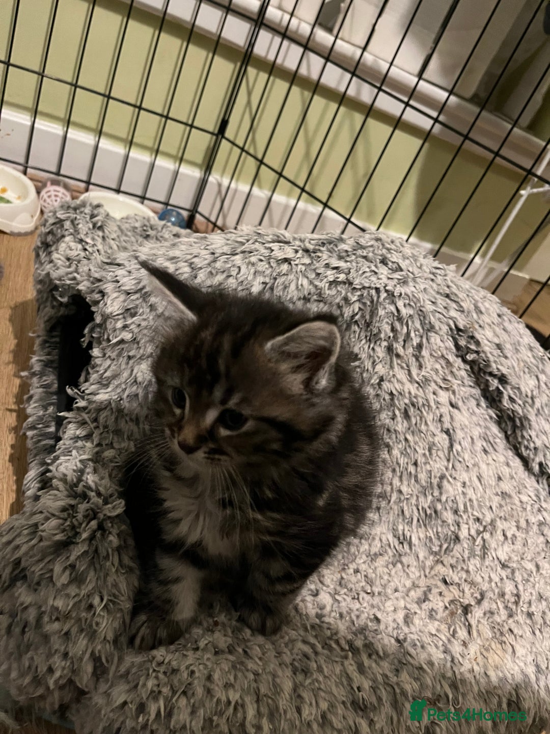 Maine Coon cats for sale: Maine coon X Ragdoll mix breed - Advert 6