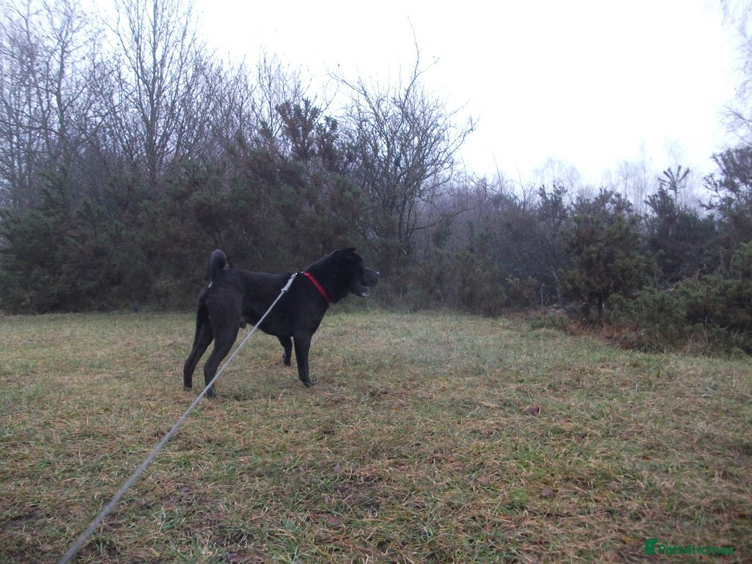 Mixed Breed dogs for adoption: Blackie - Advert 14