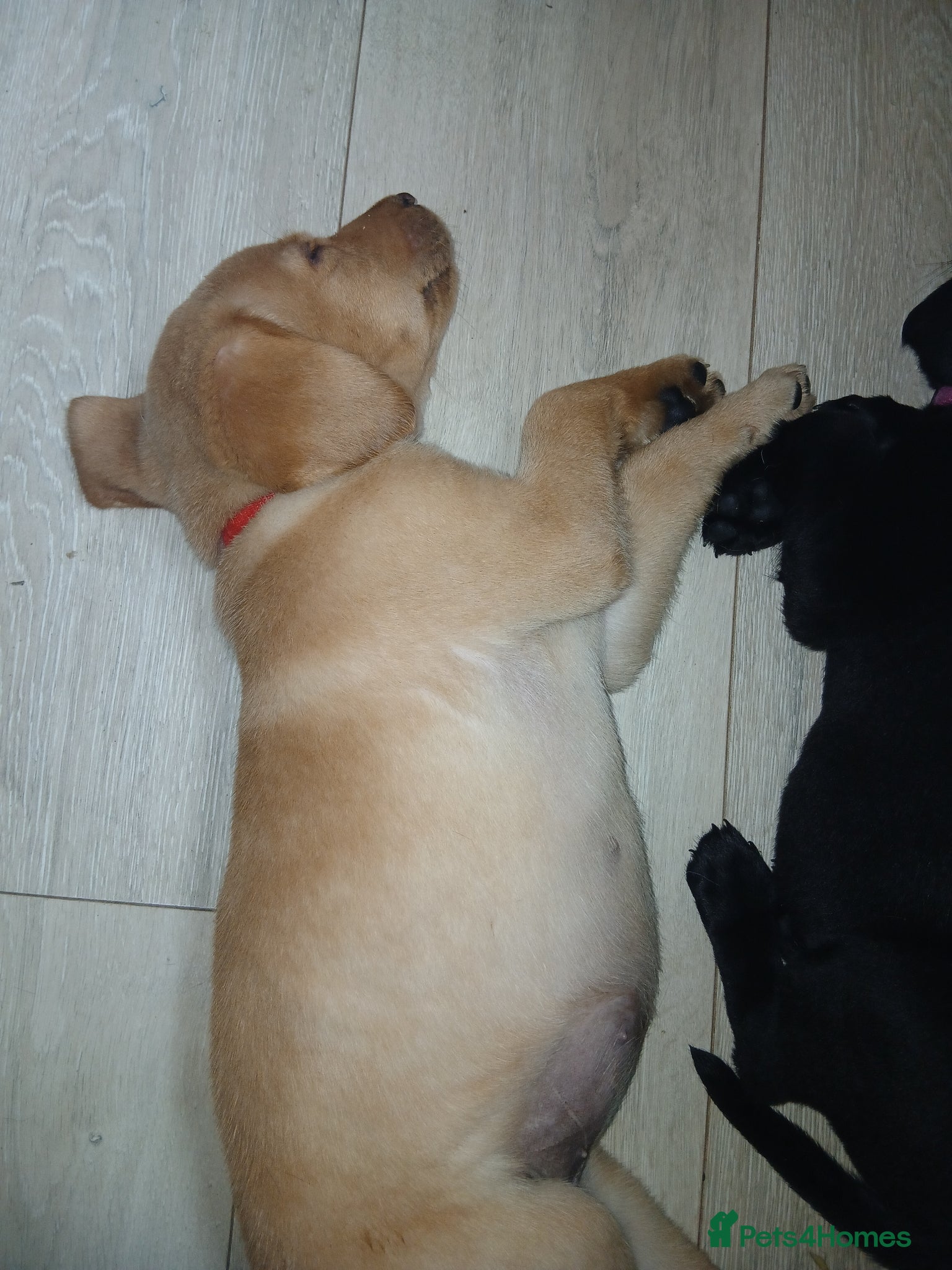 Labrador Retriever dogs *LAST 1 *Top Quality Labrador Pup - Advert 2