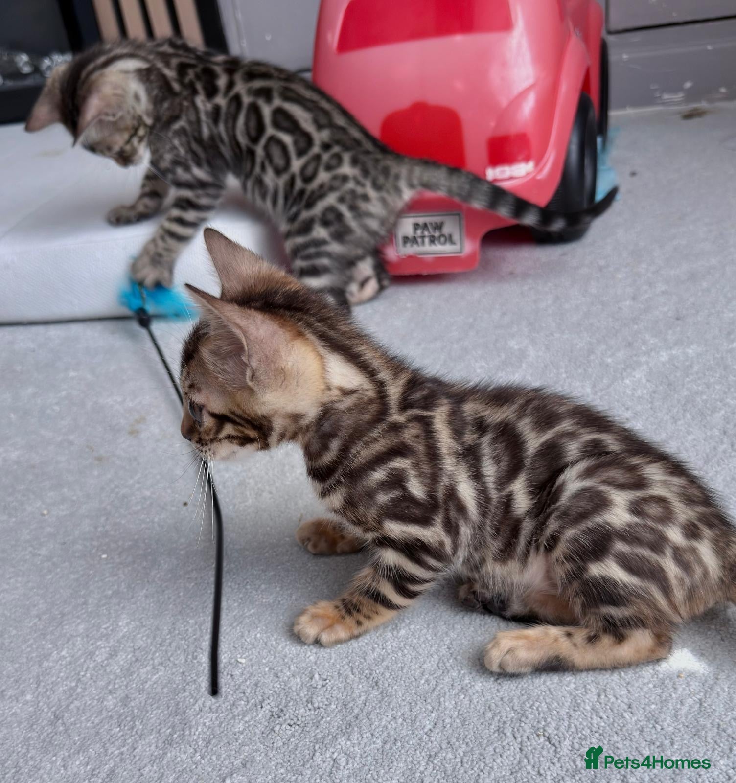 Bengal cats Bengal kittens - Advert 1
