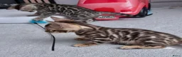 Bengal cats for sale: Bengal kittens in Liverpool - Advert 1