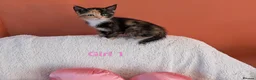Mixed Breed cats for sale: Beautiful fluffy kittens for sale  - Advert 11