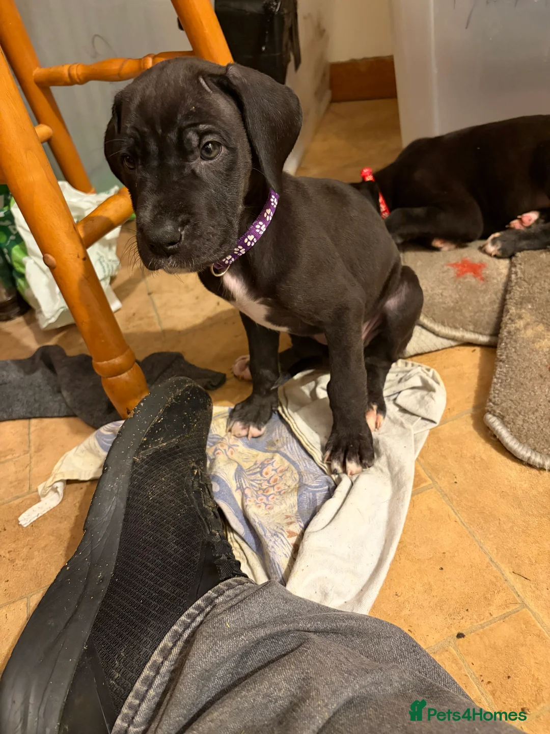 Great Dane dogs for sale: 9 Pure Bred Dane Pups  - Advert 13