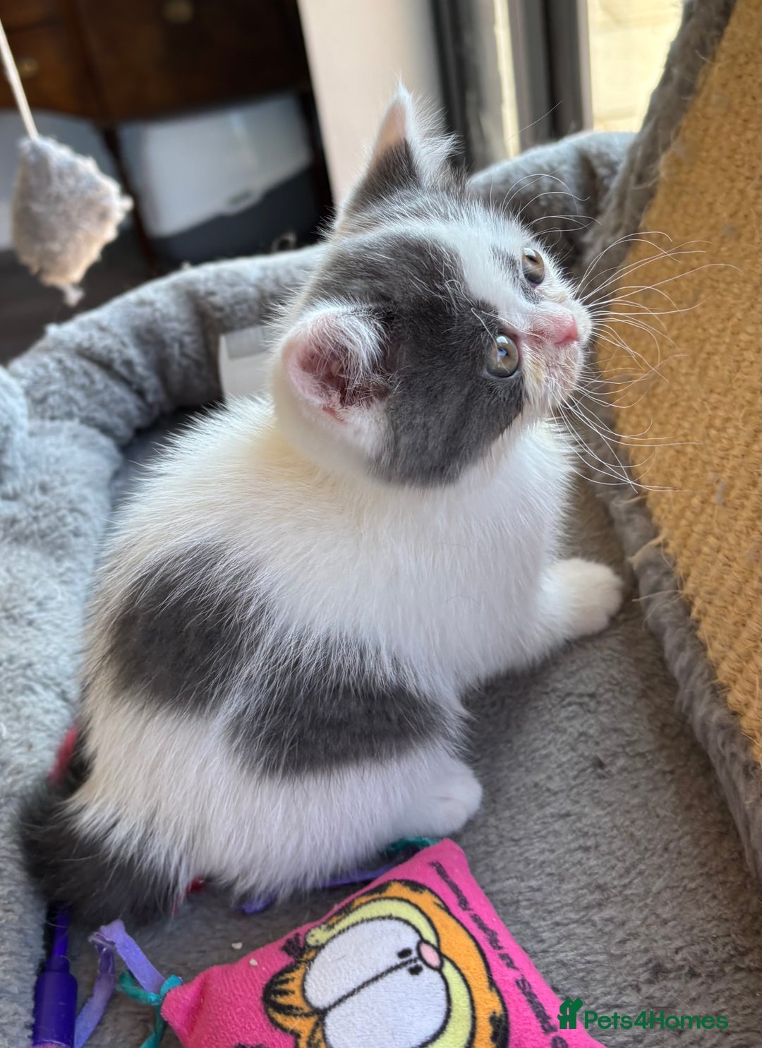 British Shorthair cats for sale: REDUCED 1 left - TICA Reg BSH Kittens in March - Image 5