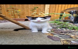 Domestic Shorthair cats for sale: Kittens in Oxford - Image 1