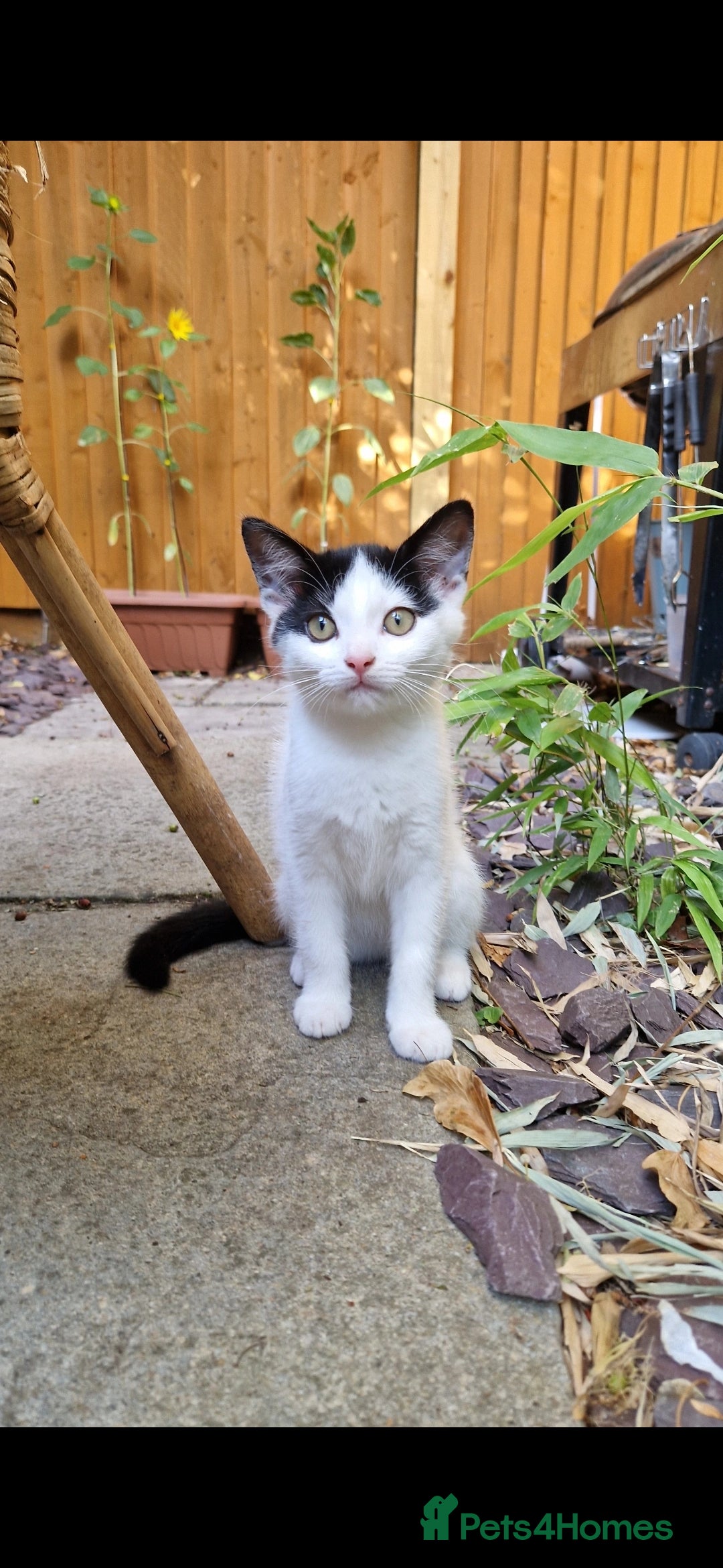 Domestic Shorthair cats for sale: Kittens in Oxford - Image 1