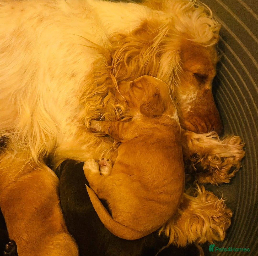 Cocker Spaniel dogs for sale: ❤️ Beautiful cocker spaniel puppies for sale ❤️ - Image 10