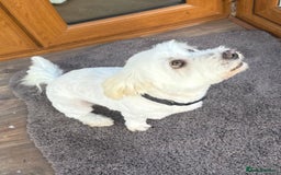 Coton De Tulear dogs for sale: Coton De Tulear girl  - Image 1