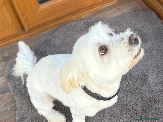 Coton De Tulear dogs for sale - Advert 1