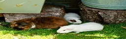 Guinea Pig rodents for sale: Baby guinea pigs  in Petworth - Advert 7