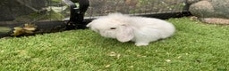 Mini Lop rabbits for sale: Baby mini lops and mini lion lop baby rabbits - Advert 8