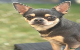 Chihuahua dogs for sale: 5⭐️Licensed Breeder! BEAUTIFUL BOY ready 21/8 💙 - Image 11
