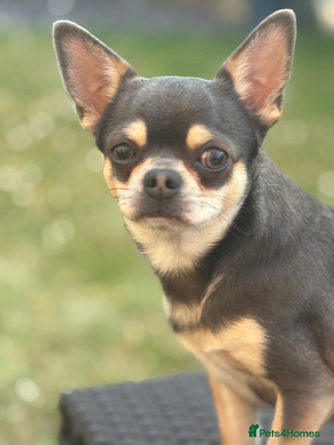 Chihuahua dogs for sale: 5⭐️Licensed Breeder! BEAUTIFUL BOY ready 21/8 💙 - Image 11