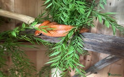 Corn Snake reptiles for sale: Corn snake  - Image 2